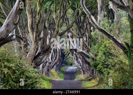 Am Vormittag besuchen Sie die Dark Hedges, eine Straße mit Buchen entlang der Bregagh Road in County Antrim, Nordirland. Die Dark Hedges wurden als Drehort verwendet Stockfoto
