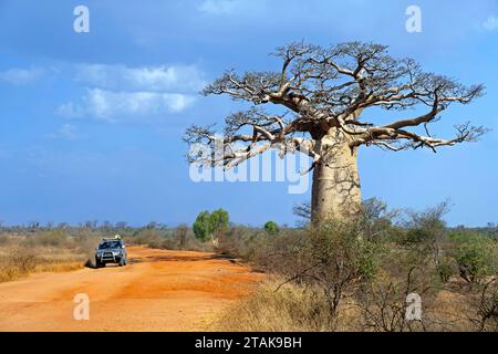 Geländewagen mit Allradantrieb mit Touristen, die auf unbefestigten Straßen vorbei an Madagaskar Baobab (Adansonia madagascariensis), Atsimo-Andrefana, Madagaskar fahren Stockfoto
