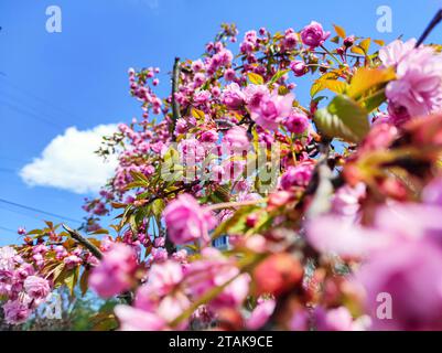 Sakurakirschblüte im Frühling auf einem Sakurabaum, interessante Komposition, Wolke auf Hintergrund, Nahaufnahme mit weitem Fokus Stockfoto
