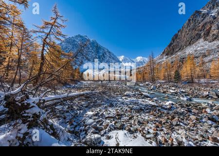 Blick auf eine wunderschöne Altai-Landschaft mit einem Bergfluss und Lärchen und im Hintergrund die schneebedeckten Altai-Berge, Aktru-Gletscher, Altai. Stockfoto