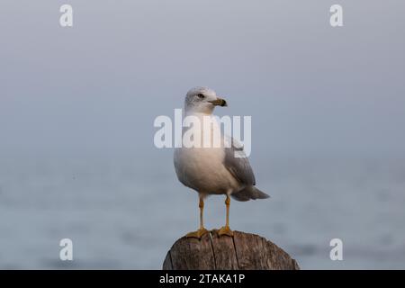 Möwe auf einem Pier-Pfosten mit Wasser im Hintergrund Stockfoto