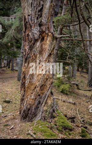 Route - Route durch den Riu-Tannenwald, vom Serrat de les Esposes, im Moixeró-Gebirge (Cerdanya, Katalonien, Spanien, Pyrenäen) Stockfoto