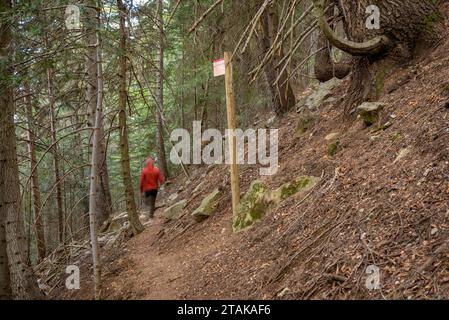 Route - Route durch den Riu-Tannenwald, vom Serrat de les Esposes, im Moixeró-Gebirge (Cerdanya, Katalonien, Spanien, Pyrenäen) Stockfoto