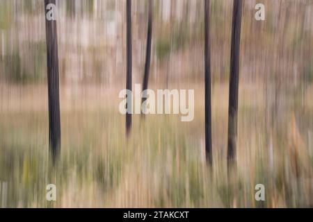 Ein abstraktes Bild eines verschwommenen Waldes durch absichtliche Kamerabewegungen. Stockfoto