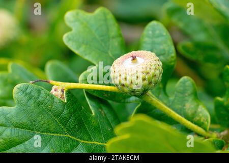 Englische oder Stieleiche (quercus robur), Nahaufnahme mit einer Eichel, die sich im Spätsommer auf dem Baum entwickelt. Stockfoto