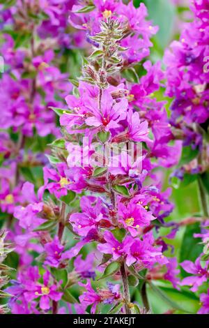 Lila Loosestrife (lythrum salicaria), Nahaufnahme, die den Stachel von violetten bis rosa Blüten zeigt, die von der Wasserpflanze im Sommer produziert werden. Stockfoto