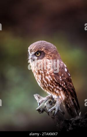 Eine neuseeländische Kuckuckskeule sitzt auf einem kleinen Zweig. Sein braunes Gefieder tarnt es gut. Der kleine hat einen wilden Blick Stockfoto