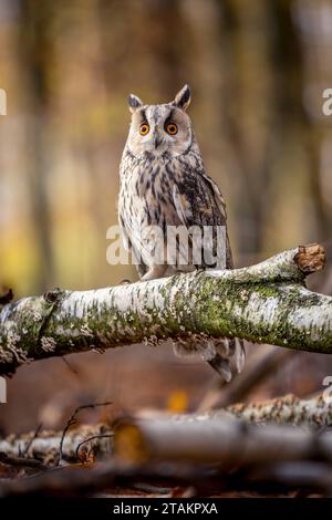 Ein Langohr-Eulen sitzt ruhig auf einem Birkenzweig im herbstlichen Wald. Die weiße Farbe des Stammes passt zum Gefieder des Tieres. Stockfoto