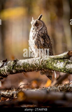 Ein Langohr-Eulen sitzt ruhig auf einem Birkenzweig im herbstlichen Wald. Die weiße Farbe des Stammes passt zum Gefieder des Tieres. Stockfoto