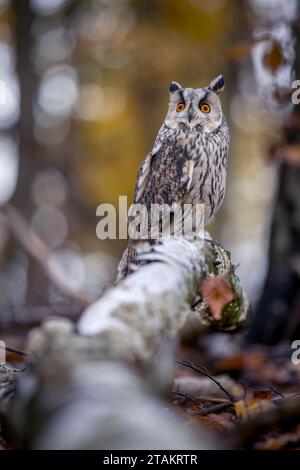 Ein Langohr-Eulen sitzt ruhig auf einem Birkenzweig im herbstlichen Wald. Die weiße Farbe des Stammes passt zum Gefieder des Tieres. Stockfoto