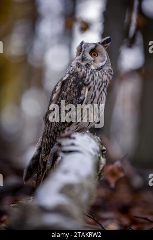 Ein Langohr-Eulen sitzt ruhig auf einem Birkenzweig im herbstlichen Wald. Die weiße Farbe des Stammes passt zum Gefieder des Tieres. Stockfoto