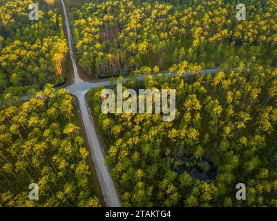 Straßenüberquerung bei Sonnenaufgang - Apalachicola National Forest in Florida, aus der Vogelperspektive Stockfoto