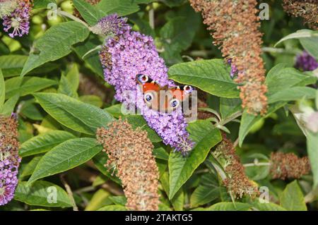 Peacock Butterfly (Aglais io) on a Buddleja Bush, Lothersdale, North Yorkshire, England, Vereinigtes Königreich Stockfoto