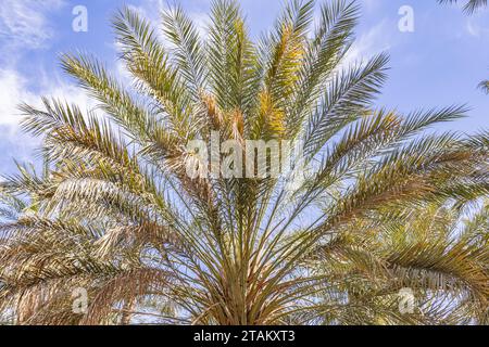Tozeur, Tunesien. Palmen in einer Wüstenoase. Stockfoto