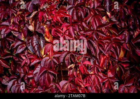Rote und gelbe Blätter einer Virginia Creeper Parthenocissus quinquefolia. Parthenocissus ist eine Gattung von Rankenkletterpflanzen aus der Traubenfamilie Vit Stockfoto