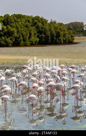 Größere Flamingos (Phoenicopterus roseus) im Ras Al Khor Wildlife Sanctuary in Dubai, Waten in der Lagune und Angeln, mit Mangrovenwald. Stockfoto