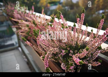 Rosa Heidekraut wächst im Herbst im Freien Stockfoto