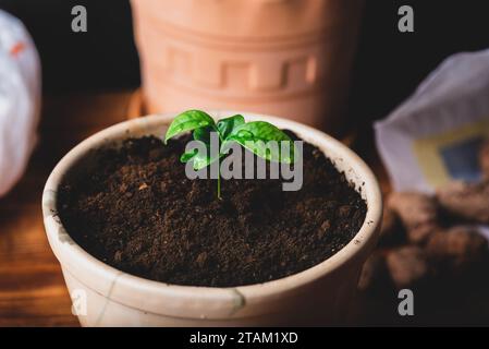 Junge Tangerine-Pflanze in einem Keramiktopf zu Hause umgetopft Stockfoto