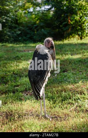 Maraboustorch, Leptoptilos crumeniferus, afrikanischer Vogel, der auf dem grünen Rasen steht Stockfoto