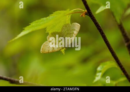 Cabera exanthemata Familie Geometridae Gattung Cabera gemeine Wellenmotte wilde Natur Insekten Tapete, Bild, Fotografie Stockfoto