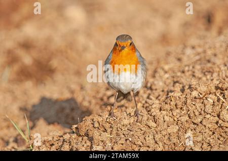 Europäische Robin (Erithacus rubecula) auf der Jagd auf Feldsuche. Stockfoto