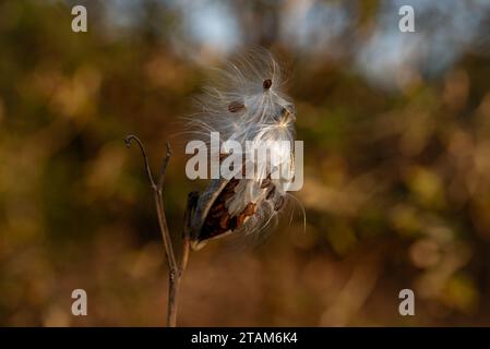 Asclepias syriaca, gemeinhin als gemeine Milchkrautpflanze, Schmetterlingsblume, Seidenrautkraut, seidige Schwalbenwürze und Virginia-Seidenrautkraut bezeichnet, Ist eine Art der Blüte p Stockfoto