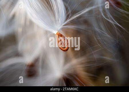 Asclepias syriaca, gemeinhin als gemeine Milchkrautpflanze, Schmetterlingsblume, Seidenrautkraut, seidige Schwalbenwürze und Virginia-Seidenrautkraut bezeichnet, Ist eine Art der Blüte p Stockfoto