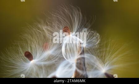 Asclepias syriaca, gemeinhin als gemeine Milchkrautpflanze, Schmetterlingsblume, Seidenrautkraut, seidige Schwalbenwürze und Virginia-Seidenrautkraut bezeichnet, Ist eine Art der Blüte p Stockfoto
