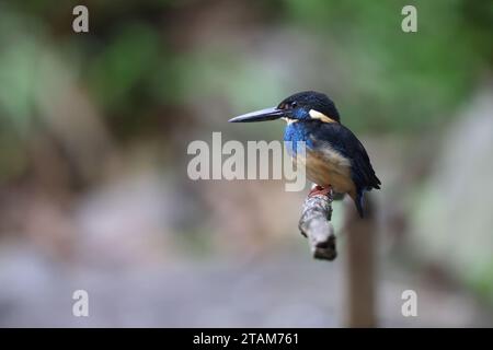 Der javanische blaubändereich (Alcedo euryzona) ist eine Art des eisvogels aus der Unterfamilie Alcedininae. Sie ist ein Endemit und findet sich überall in Java. Stockfoto