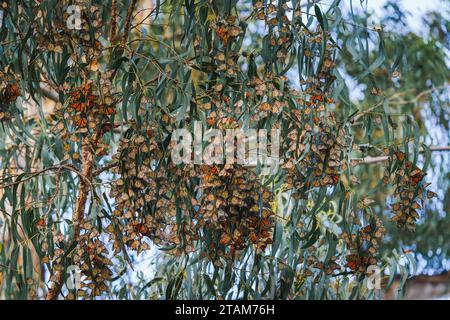 Monarchschmetterlinge bilden sich in den Gliedmaßen majestätischer Eukalyptusbäume, Pismo Beach Grove, Kalifornien Central Coast Stockfoto