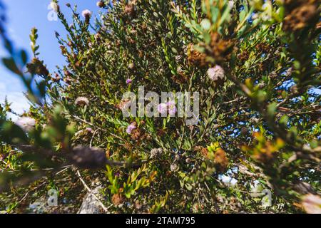 schneehonig-myrte (Melaleuca nesophila), auch bekannt als rosa Melaleuca, ist eine Pflanze aus der Familie der myrten. Nahaufnahme mit blauem Himmel im Hintergrund Stockfoto