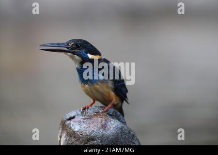 Der javanische blaubändereich (Alcedo euryzona) ist eine Art des eisvogels aus der Unterfamilie Alcedininae. Sie ist ein Endemit und findet sich überall in Java. Stockfoto