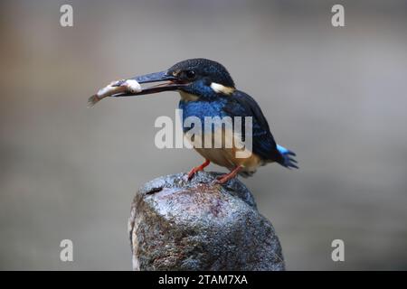 Der javanische blaubändereich (Alcedo euryzona) ist eine Art des eisvogels aus der Unterfamilie Alcedininae. Sie ist ein Endemit und findet sich überall in Java. Stockfoto