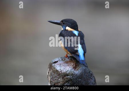 Der javanische blaubändereich (Alcedo euryzona) ist eine Art des eisvogels aus der Unterfamilie Alcedininae. Sie ist ein Endemit und findet sich überall in Java. Stockfoto