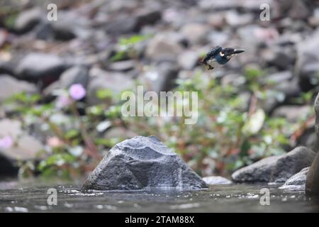 Der javanische blaubändereich (Alcedo euryzona) ist eine Art des eisvogels aus der Unterfamilie Alcedininae. Sie ist ein Endemit und findet sich überall in Java. Stockfoto