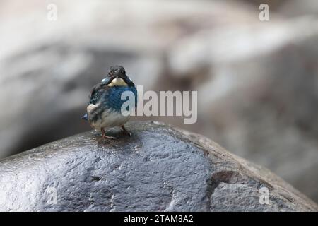 Der javanische blaubändereich (Alcedo euryzona) ist eine Art des eisvogels aus der Unterfamilie Alcedininae. Sie ist ein Endemit und findet sich überall in Java. Stockfoto