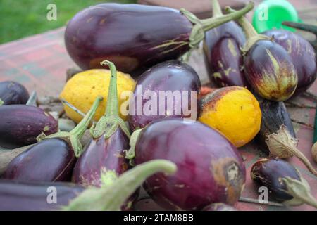 Bio-Zitronen und Auberginen aus meinem Obstgarten Stockfoto