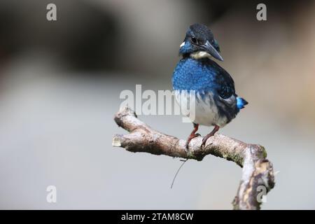Der javanische blaubändereich (Alcedo euryzona) ist eine Art des eisvogels aus der Unterfamilie Alcedininae. Sie ist ein Endemit und findet sich überall in Java. Stockfoto