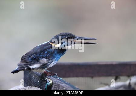 Der javanische blaubändereich (Alcedo euryzona) ist eine Art des eisvogels aus der Unterfamilie Alcedininae. Sie ist ein Endemit und findet sich überall in Java. Stockfoto