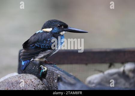 Der javanische blaubändereich (Alcedo euryzona) ist eine Art des eisvogels aus der Unterfamilie Alcedininae. Sie ist ein Endemit und findet sich überall in Java. Stockfoto