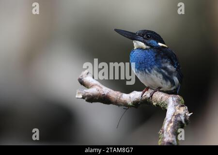 Der javanische blaubändereich (Alcedo euryzona) ist eine Art des eisvogels aus der Unterfamilie Alcedininae. Sie ist ein Endemit und findet sich überall in Java. Stockfoto
