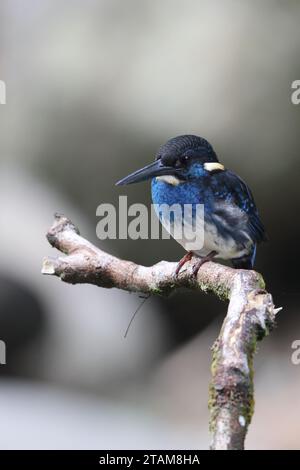 Der javanische blaubändereich (Alcedo euryzona) ist eine Art des eisvogels aus der Unterfamilie Alcedininae. Sie ist ein Endemit und findet sich überall in Java. Stockfoto