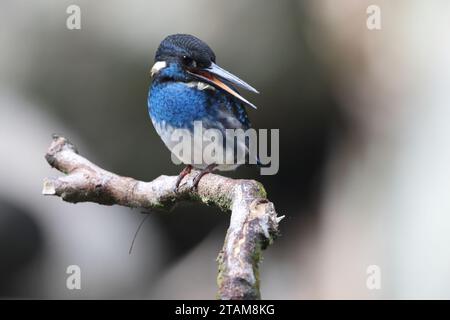 Der javanische blaubändereich (Alcedo euryzona) ist eine Art des eisvogels aus der Unterfamilie Alcedininae. Sie ist ein Endemit und findet sich überall in Java. Stockfoto