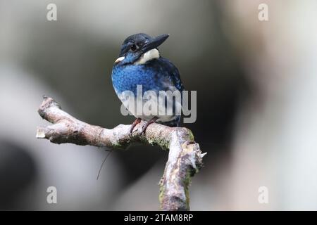 Der javanische blaubändereich (Alcedo euryzona) ist eine Art des eisvogels aus der Unterfamilie Alcedininae. Sie ist ein Endemit und findet sich überall in Java. Stockfoto