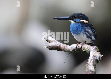 Der javanische blaubändereich (Alcedo euryzona) ist eine Art des eisvogels aus der Unterfamilie Alcedininae. Sie ist ein Endemit und findet sich überall in Java. Stockfoto