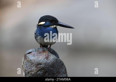 Der javanische blaubändereich (Alcedo euryzona) ist eine Art des eisvogels aus der Unterfamilie Alcedininae. Sie ist ein Endemit und findet sich überall in Java. Stockfoto