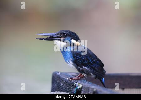 Der javanische blaubändereich (Alcedo euryzona) ist eine Art des eisvogels aus der Unterfamilie Alcedininae. Sie ist ein Endemit und findet sich überall in Java. Stockfoto