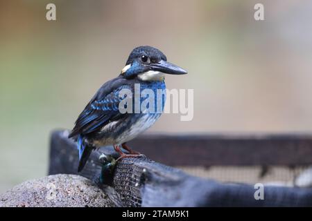 Der javanische blaubändereich (Alcedo euryzona) ist eine Art des eisvogels aus der Unterfamilie Alcedininae. Sie ist ein Endemit und findet sich überall in Java. Stockfoto