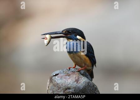 Der javanische blaubändereich (Alcedo euryzona) ist eine Art des eisvogels aus der Unterfamilie Alcedininae. Sie ist ein Endemit und findet sich überall in Java. Stockfoto