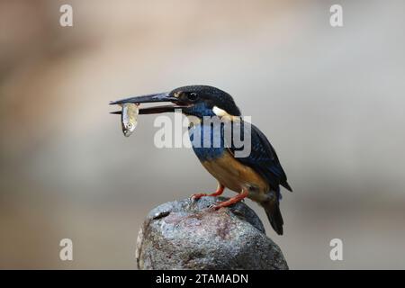 Der javanische blaubändereich (Alcedo euryzona) ist eine Art des eisvogels aus der Unterfamilie Alcedininae. Sie ist ein Endemit und findet sich überall in Java. Stockfoto